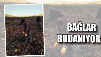 BAĞLAR BUDANIYOR...