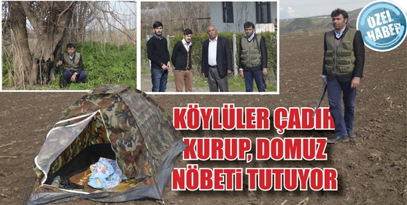 K&Ouml;YL&Uuml;LER &Ccedil;ADIR KURUP, DOMUZ N&Ouml;BETİ TUTUYOR