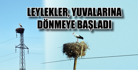 LEYLEKLER, YUVALARINA D&Ouml;NMEYE BAŞLADI