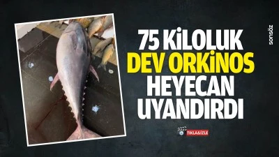 75 kiloluk dev orkinos, heyecan uyandırdı