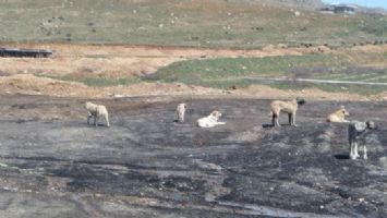 K&Ouml;PEKLER KOZLUK&rsquo;U İSTİLA ETTİ