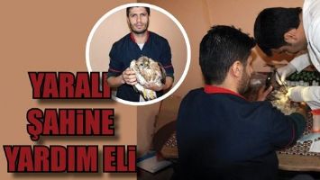 YARALI ŞAHİNE LOKANTA &Ccedil;ALIŞANI YARDIM ETTİ