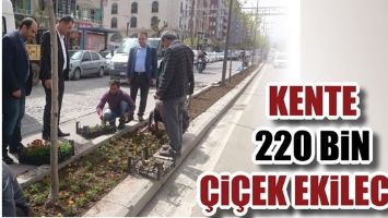 KENTE 220 BİN &Ccedil;İ&Ccedil;EK EKİLECEK