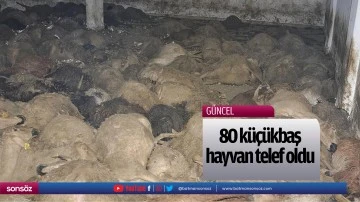 80 k&uuml;&ccedil;&uuml;kbaş hayvan telef oldu