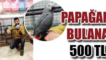 PAPAĞANI BULANA 500 TL...
