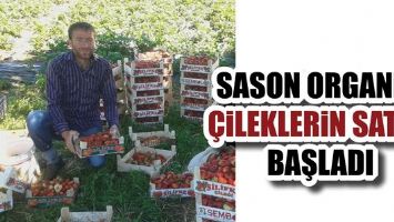 SASON ORGANİK &Ccedil;İLEKLERİN SATIŞI BAŞLADI