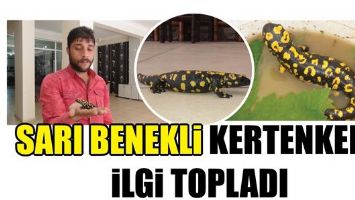 SARI BENEKLİ KERTENKELE İLGİ TOPLADI