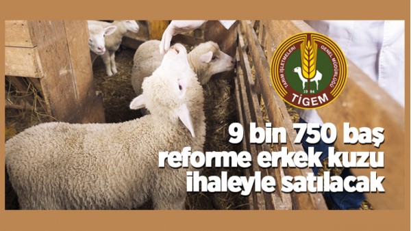 9 BİN 750 BAŞ REFORME ERKEK KUZU SATILACAK