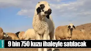 9 BİN 750 KUZU İHALEYLE SATILACAK