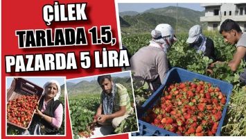 &Ccedil;İLEK TARLADA 1.5 LİRA PAZARDA 5 LİRA