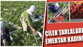 &Ccedil;İLEK TARLALARININ EMEKTAR KADINLARI