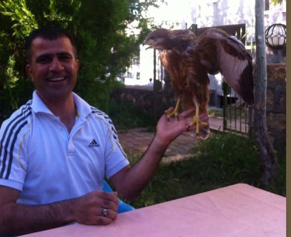 YARALI KARTAL, EVCİLLEŞTİ