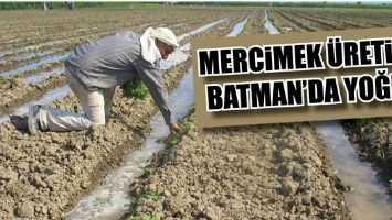 MERCİMEK &Uuml;RETİMİ, BATMAN&rsquo;DA YOĞUN