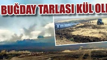 BUĞDAY TARLASI K&Uuml;L OLDU