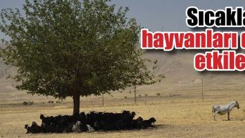 SICAKLAR, HAYVANLARI DA ETKİLEDİ