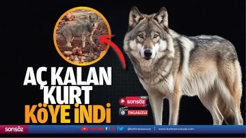 A&ccedil; kalan kurt k&ouml;ye indi