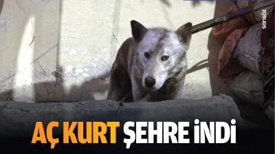 A&ccedil; kurt, şehre indi