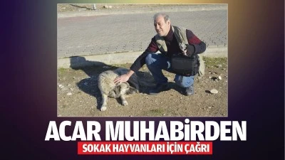 Acar Muhabirden sokak hayvanları i&ccedil;in &ccedil;ağrı