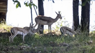A&ccedil;ık Hava M&uuml;zesi'nde &uuml;&ccedil; ceylan yavrusu d&uuml;nyaya geldi