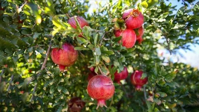 Adıyaman'da narda hasat d&ouml;nemi