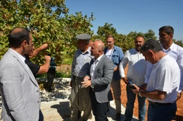 Adıyaman'da Antep fıstığı hasadı başladı