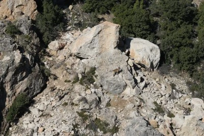 Adıyaman'da yaban ke&ccedil;isi envanteri tamamlandı