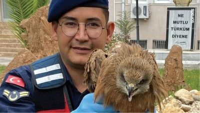 Adıyaman'da yaralı bulunan kızıl şahin koruma altına alındı