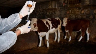 Almanya'da 35 yıl sonra g&ouml;r&uuml;len şap hastalığı endişeye neden oldu
