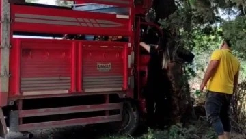 Ağaca çarpan kamyonetteki 1 kişi öldü, 6 kişi yaralandı