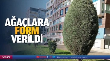 Ağa&ccedil;lara form verildi
