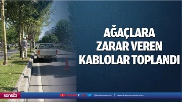 Ağa&ccedil;lara zarar veren kablolar toplandı