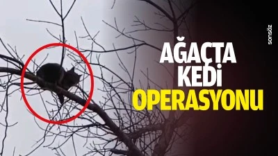 Ağa&ccedil;ta kedi operasyonu