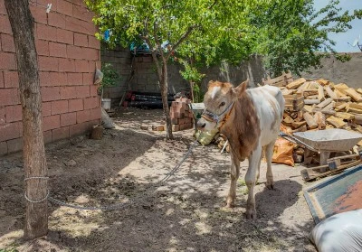 Ahırdan ka&ccedil;an buzağı 9 ay sonra bulundu