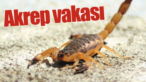 AKREP VAKASI