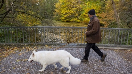 Almanya'da K&ouml;pek Sahiplerinden Rekor Vergi Toplandı
