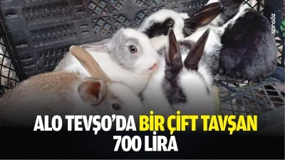 Alo Tevşo'da bir &ccedil;ift tavşan 700 lira