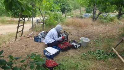 Amanos eteklerinde yetişen Napolyon kirazında hasat s&uuml;r&uuml;yor