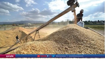 Amasya'da hububat hasadına başlandı