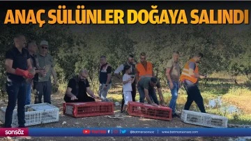 Ana&ccedil; s&uuml;l&uuml;nler doğaya salındı