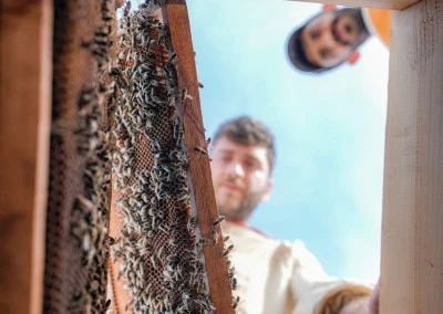Anadolu'ya gelen arı kuşları kolonilere zarar veriyor