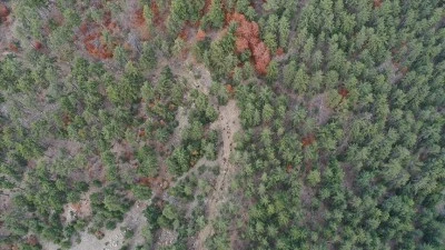Andırın'da kayın ormanları g&uuml;z renkleriyle doğa tutkunlarını ağırlıyor