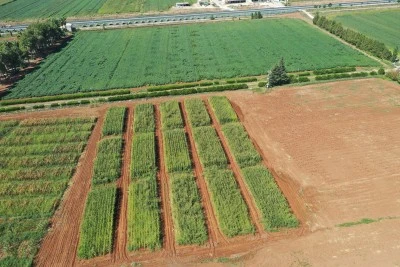 Anıza ekim y&ouml;nteminin yaygınlaştırılması hedefleniyor