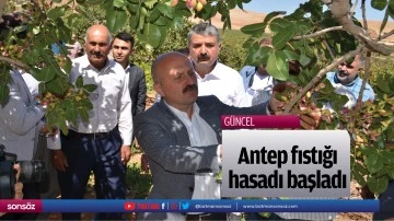 Antep fıstığı hasadı başladı