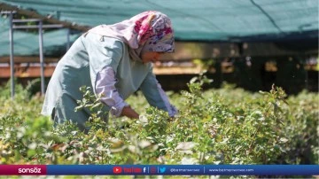 Antep fıstığı "G&uuml;z G&uuml;zeli" ile her yıl hasat verecek