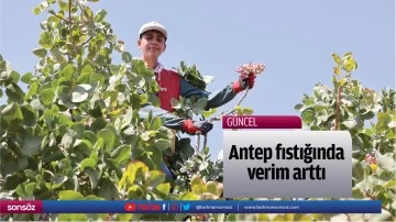Antep fıstığında verim arttı