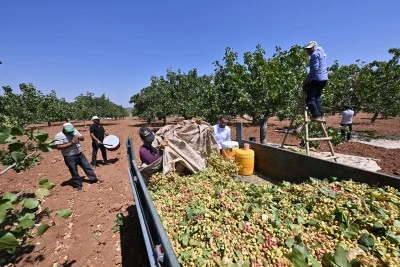Antep fıstığının ilk hasadı davul zurna eşliğinde yapıldı