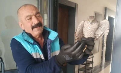 Apartmanda yakaladığı atmacayı doğaya geri bıraktı