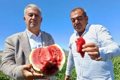 Araban'da karpuz hasadına başladı