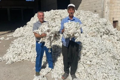 Araban Ovası'nda pamuk hasadı başladı