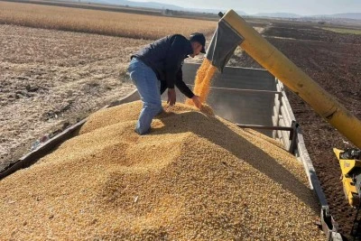Araban Ovası'nda yağlık dane ve silajlık mısır hasadına başlandı